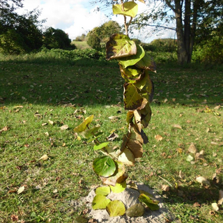 profa-2012-landart-4 Montessori-Schulzentrum Leipzig - Neuigkeiten Oberschule - Unterricht mal anders – Projektfahrt nach Gallentin